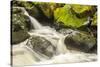 USA, Alaska, Tongass National Forest. Anan Creek scenic.-Jaynes Gallery-Stretched Canvas