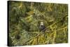 USA, Alaska, Tongass National Forest. Bald eagle in tree.-Jaynes Gallery-Stretched Canvas