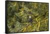 USA, Alaska, Tongass National Forest. Bald eagle in tree.-Jaynes Gallery-Framed Stretched Canvas