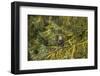 USA, Alaska, Tongass National Forest. Bald eagle in tree.-Jaynes Gallery-Framed Photographic Print