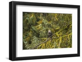 USA, Alaska, Tongass National Forest. Bald eagle in tree.-Jaynes Gallery-Framed Photographic Print