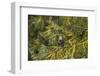 USA, Alaska, Tongass National Forest. Bald eagle in tree.-Jaynes Gallery-Framed Photographic Print