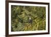 USA, Alaska, Tongass National Forest. Bald eagle in tree.-Jaynes Gallery-Framed Photographic Print