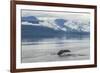 USA, Alaska, Tongass National Forest. Humpback whale diving.-Jaynes Gallery-Framed Premium Photographic Print