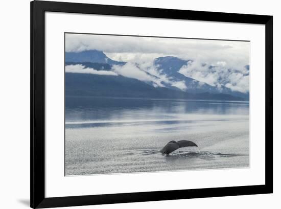 USA, Alaska, Tongass National Forest. Humpback whale diving.-Jaynes Gallery-Framed Premium Photographic Print