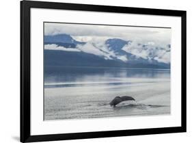 USA, Alaska, Tongass National Forest. Humpback whale diving.-Jaynes Gallery-Framed Premium Photographic Print