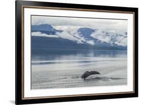 USA, Alaska, Tongass National Forest. Humpback whale diving.-Jaynes Gallery-Framed Premium Photographic Print