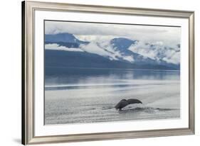 USA, Alaska, Tongass National Forest. Humpback whale diving.-Jaynes Gallery-Framed Premium Photographic Print