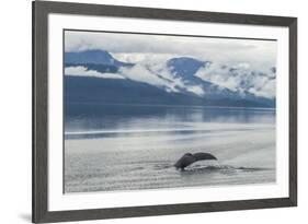 USA, Alaska, Tongass National Forest. Humpback whale diving.-Jaynes Gallery-Framed Premium Photographic Print