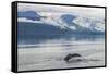 USA, Alaska, Tongass National Forest. Humpback whale diving.-Jaynes Gallery-Framed Stretched Canvas