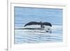 USA, Alaska, Tongass National Forest. Humpback whale diving.-Jaynes Gallery-Framed Photographic Print