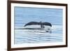 USA, Alaska, Tongass National Forest. Humpback whale diving.-Jaynes Gallery-Framed Photographic Print