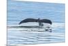 USA, Alaska, Tongass National Forest. Humpback whale diving.-Jaynes Gallery-Mounted Photographic Print