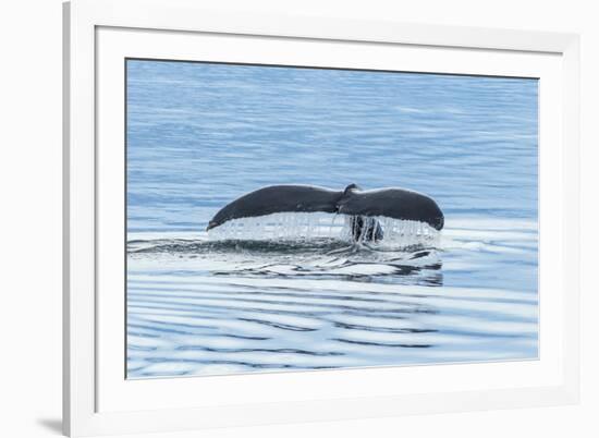 USA, Alaska, Tongass National Forest. Humpback whale diving.-Jaynes Gallery-Framed Premium Photographic Print