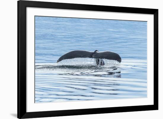 USA, Alaska, Tongass National Forest. Humpback whale diving.-Jaynes Gallery-Framed Premium Photographic Print