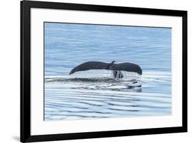 USA, Alaska, Tongass National Forest. Humpback whale diving.-Jaynes Gallery-Framed Premium Photographic Print