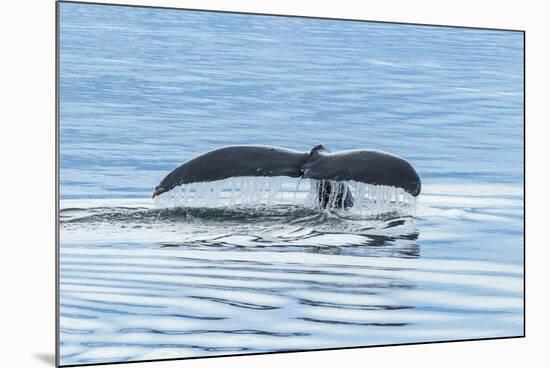 USA, Alaska, Tongass National Forest. Humpback whale diving.-Jaynes Gallery-Mounted Premium Photographic Print