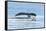 USA, Alaska, Tongass National Forest. Humpback whale diving.-Jaynes Gallery-Framed Stretched Canvas