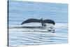 USA, Alaska, Tongass National Forest. Humpback whale diving.-Jaynes Gallery-Stretched Canvas