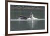 USA, Alaska, Tongass National Forest. Humpback whale lunge feeds.-Jaynes Gallery-Framed Photographic Print