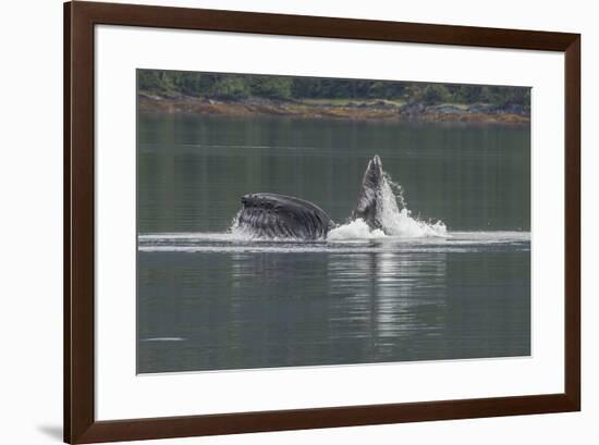 USA, Alaska, Tongass National Forest. Humpback whale lunge feeds.-Jaynes Gallery-Framed Premium Photographic Print