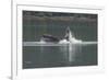 USA, Alaska, Tongass National Forest. Humpback whale lunge feeds.-Jaynes Gallery-Framed Premium Photographic Print