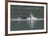 USA, Alaska, Tongass National Forest. Humpback whale lunge feeds.-Jaynes Gallery-Framed Premium Photographic Print