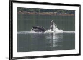 USA, Alaska, Tongass National Forest. Humpback whale lunge feeds.-Jaynes Gallery-Framed Premium Photographic Print