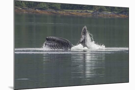 USA, Alaska, Tongass National Forest. Humpback whale lunge feeds.-Jaynes Gallery-Mounted Premium Photographic Print