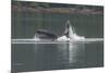 USA, Alaska, Tongass National Forest. Humpback whale lunge feeds.-Jaynes Gallery-Mounted Premium Photographic Print