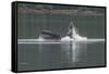 USA, Alaska, Tongass National Forest. Humpback whale lunge feeds.-Jaynes Gallery-Framed Stretched Canvas