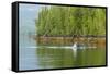USA, Alaska, Tongass National Forest. Humpback whale lunge feeds.-Jaynes Gallery-Framed Stretched Canvas