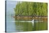 USA, Alaska, Tongass National Forest. Humpback whale lunge feeds.-Jaynes Gallery-Stretched Canvas