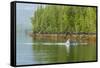 USA, Alaska, Tongass National Forest. Humpback whale lunge feeds.-Jaynes Gallery-Framed Stretched Canvas