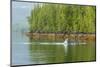 USA, Alaska, Tongass National Forest. Humpback whale lunge feeds.-Jaynes Gallery-Mounted Photographic Print