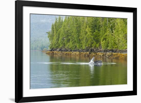 USA, Alaska, Tongass National Forest. Humpback whale lunge feeds.-Jaynes Gallery-Framed Premium Photographic Print