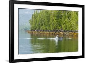 USA, Alaska, Tongass National Forest. Humpback whale lunge feeds.-Jaynes Gallery-Framed Premium Photographic Print