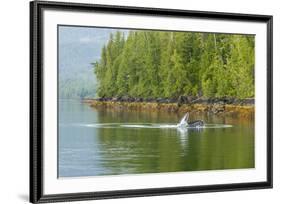 USA, Alaska, Tongass National Forest. Humpback whale lunge feeds.-Jaynes Gallery-Framed Premium Photographic Print