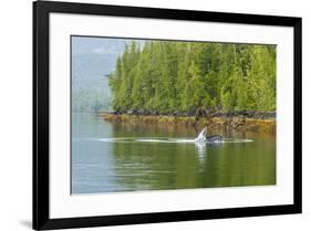 USA, Alaska, Tongass National Forest. Humpback whale lunge feeds.-Jaynes Gallery-Framed Premium Photographic Print