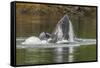 USA, Alaska, Tongass National Forest. Humpback whale lunge feeds.-Jaynes Gallery-Framed Stretched Canvas