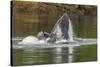 USA, Alaska, Tongass National Forest. Humpback whale lunge feeds.-Jaynes Gallery-Stretched Canvas