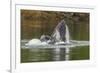 USA, Alaska, Tongass National Forest. Humpback whale lunge feeds.-Jaynes Gallery-Framed Premium Photographic Print