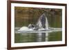 USA, Alaska, Tongass National Forest. Humpback whale lunge feeds.-Jaynes Gallery-Framed Premium Photographic Print