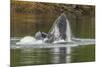 USA, Alaska, Tongass National Forest. Humpback whale lunge feeds.-Jaynes Gallery-Mounted Premium Photographic Print