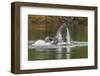 USA, Alaska, Tongass National Forest. Humpback whale lunge feeds.-Jaynes Gallery-Framed Photographic Print