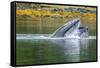 USA, Alaska, Tongass National Forest. Humpback whale lunge feeds.-Jaynes Gallery-Framed Stretched Canvas