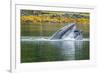 USA, Alaska, Tongass National Forest. Humpback whale lunge feeds.-Jaynes Gallery-Framed Premium Photographic Print