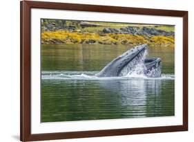 USA, Alaska, Tongass National Forest. Humpback whale lunge feeds.-Jaynes Gallery-Framed Premium Photographic Print