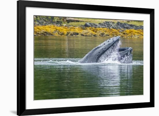 USA, Alaska, Tongass National Forest. Humpback whale lunge feeds.-Jaynes Gallery-Framed Premium Photographic Print