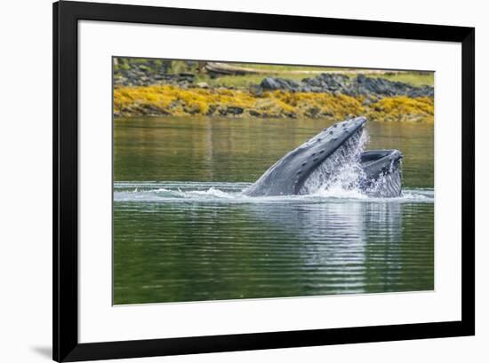 USA, Alaska, Tongass National Forest. Humpback whale lunge feeds.-Jaynes Gallery-Framed Premium Photographic Print